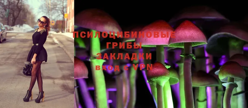 Псилоцибиновые грибы Cubensis  Карачаевск 